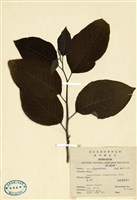 藏品(早蓮(喜樹))的圖片